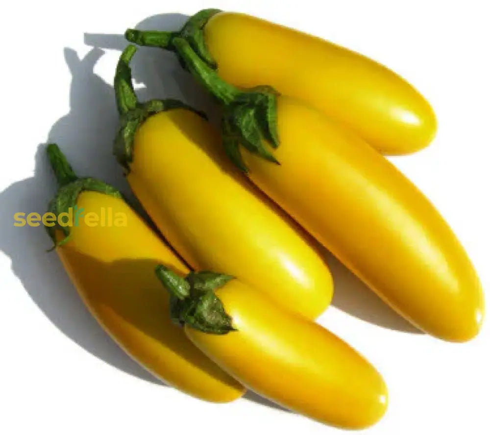 Yellow Aubergine Vegetable Seeds - Perfect For Home Gardening Seeds