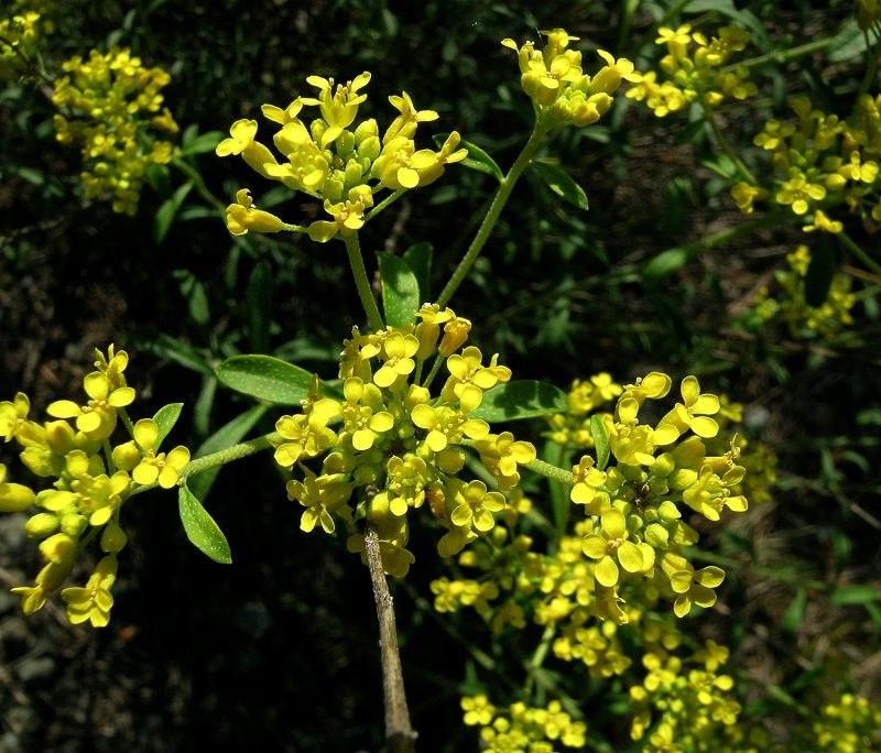 Yellow Aubrieta flowers used as ground cover in garden beds