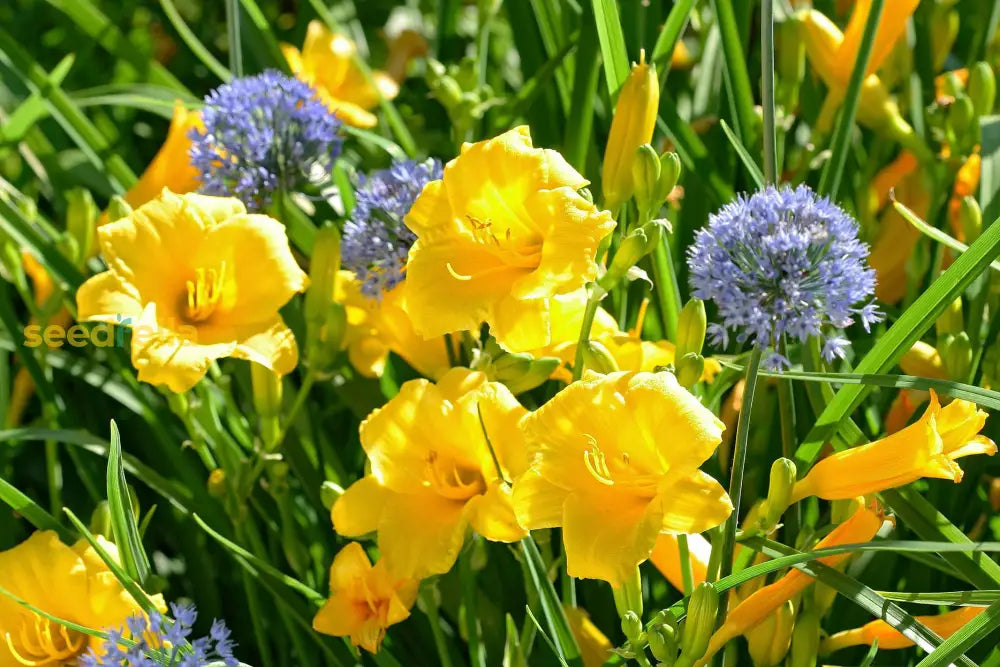 Yellow Aurinia Seeds For Garden Planting - Bright Floral Display Flower