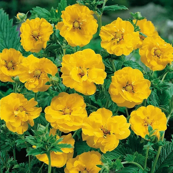 Yellow Avens Sunrise Flower Seeds for Planting – Bright Garden Blooms