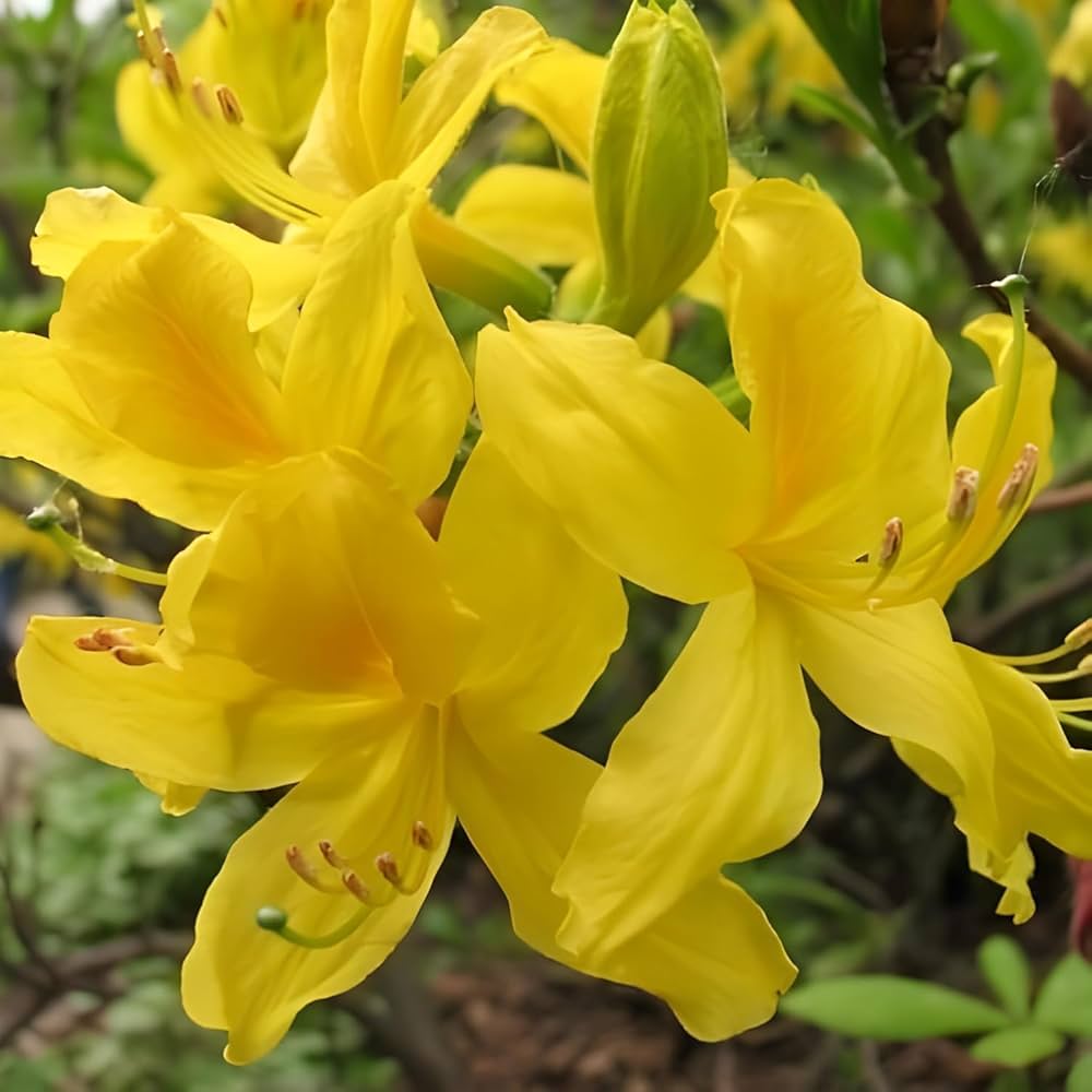 Yellow Azalea Flower Seeds for Planting