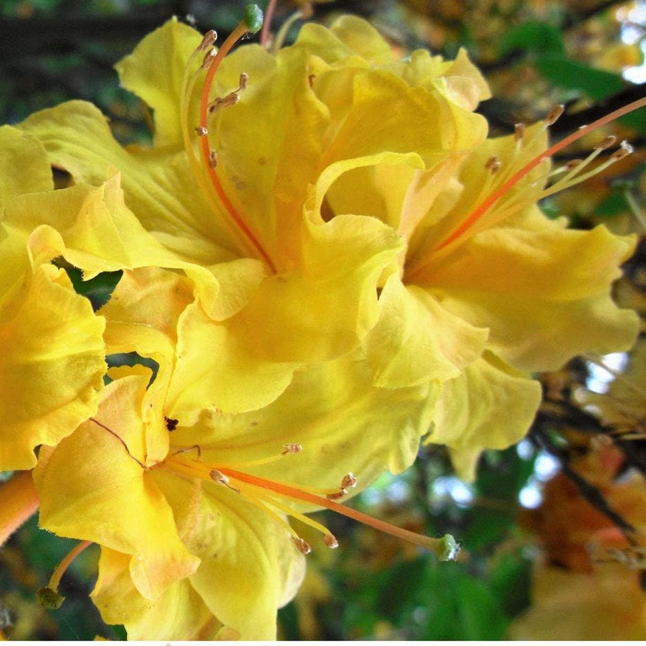 Yellow Azalea Flower Seeds for Planting