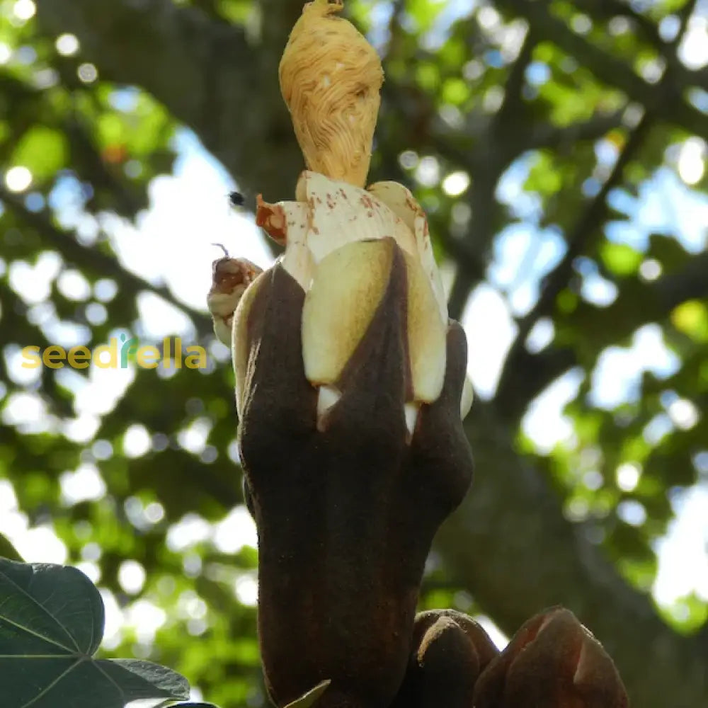 Yellow Balsa Tree Seeds For Planting