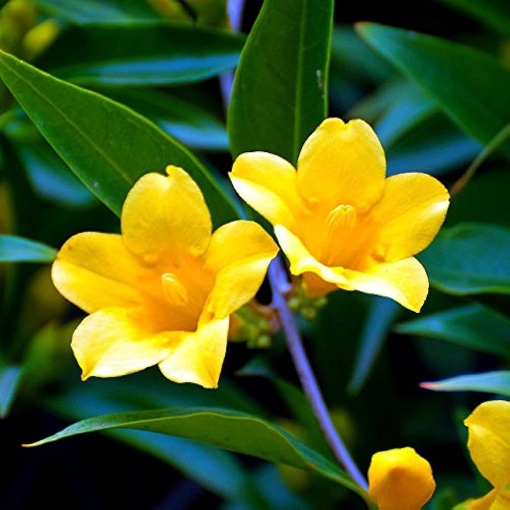 Yellow Balsamine Flower Seeds