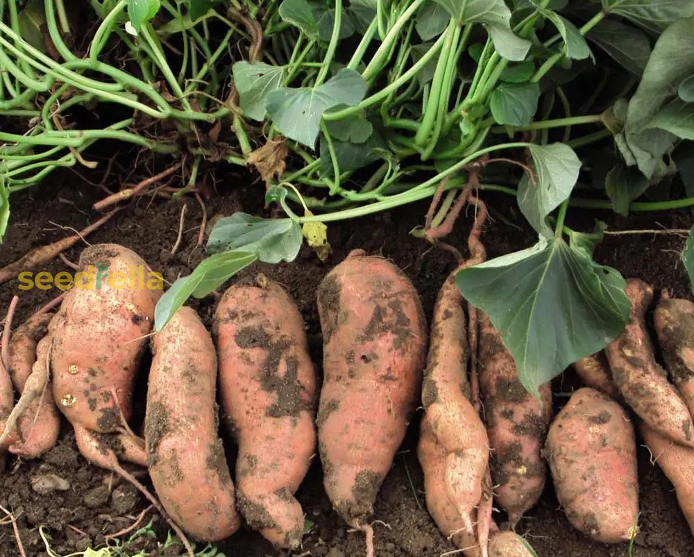 Yellow Batatas Potato Vegetable Seeds Planting