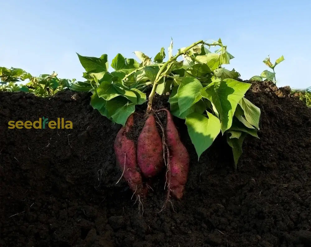 Yellow Batatas Potato Vegetable Seeds Planting