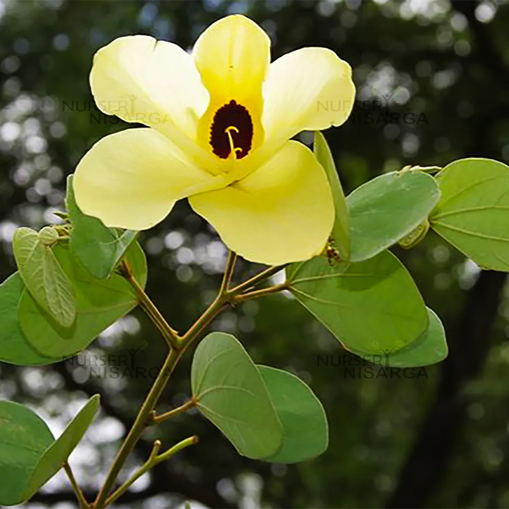 Yellow Bauhinia Flower Seeds For Planting - Vibrant Blooms Your Garden