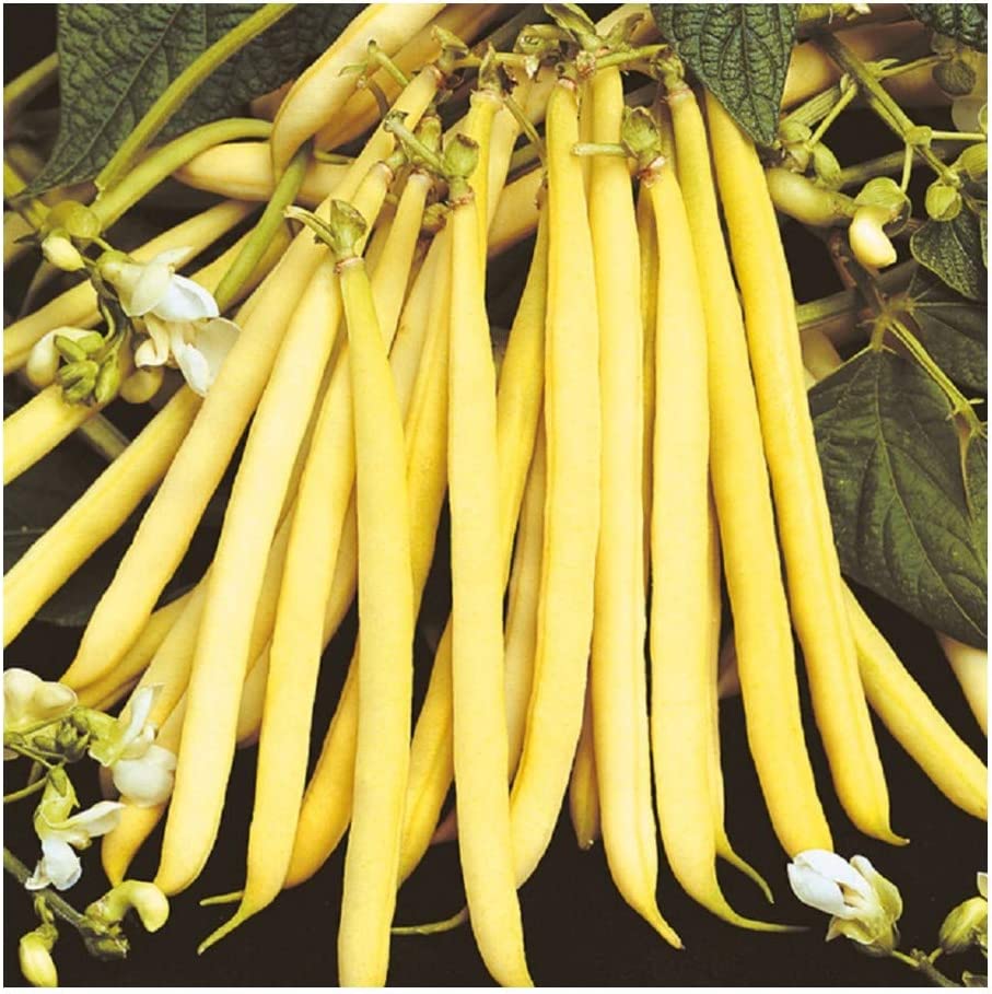 Yellow bean seeds for productive garden harvest