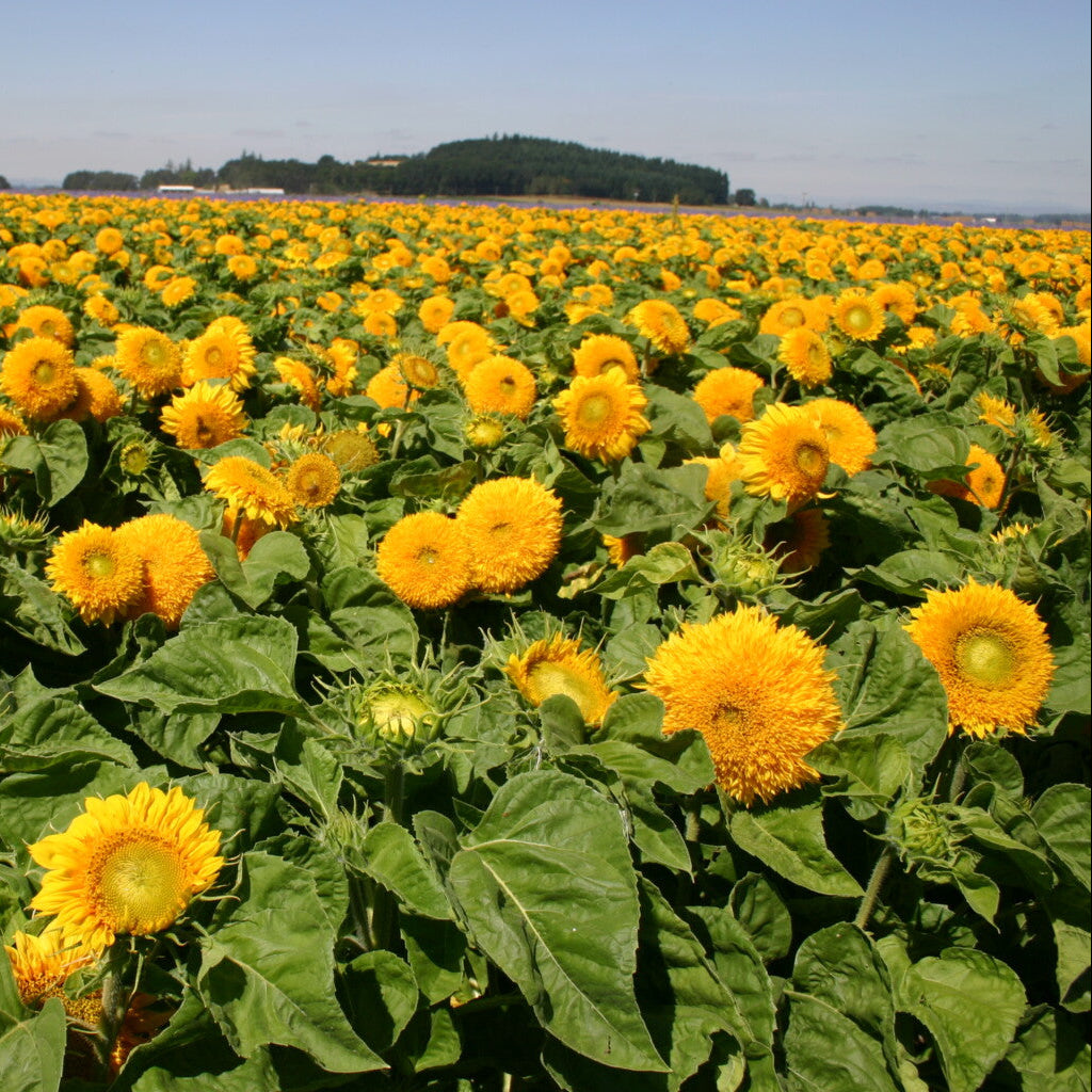 Yellow Bear Sunflower plant in full sunlight