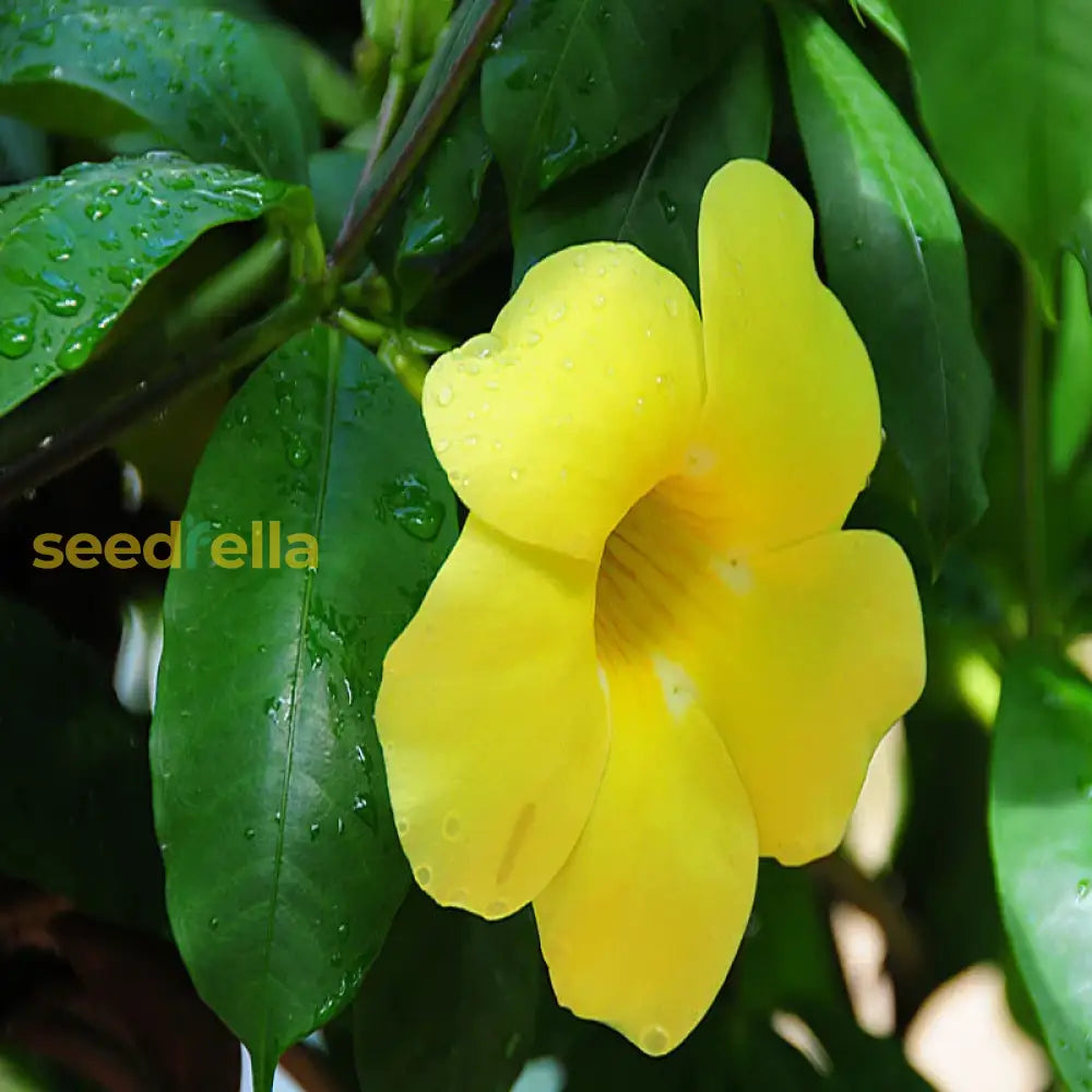 Yellow Beautiful Allamanda Flower Planting Seeds