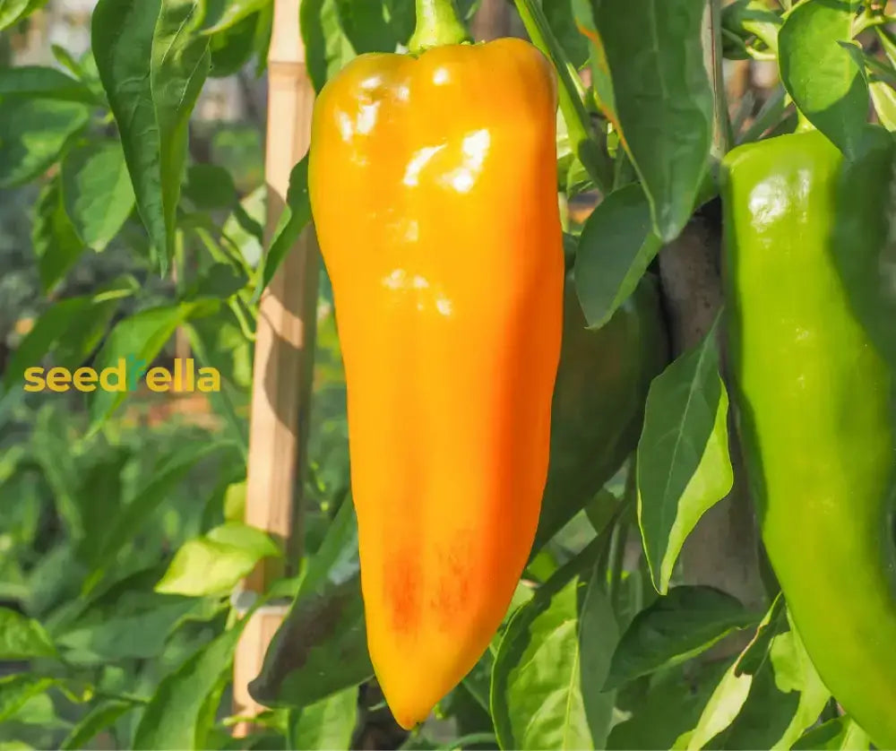 Yellow Bedder Pepper Planting Seeds