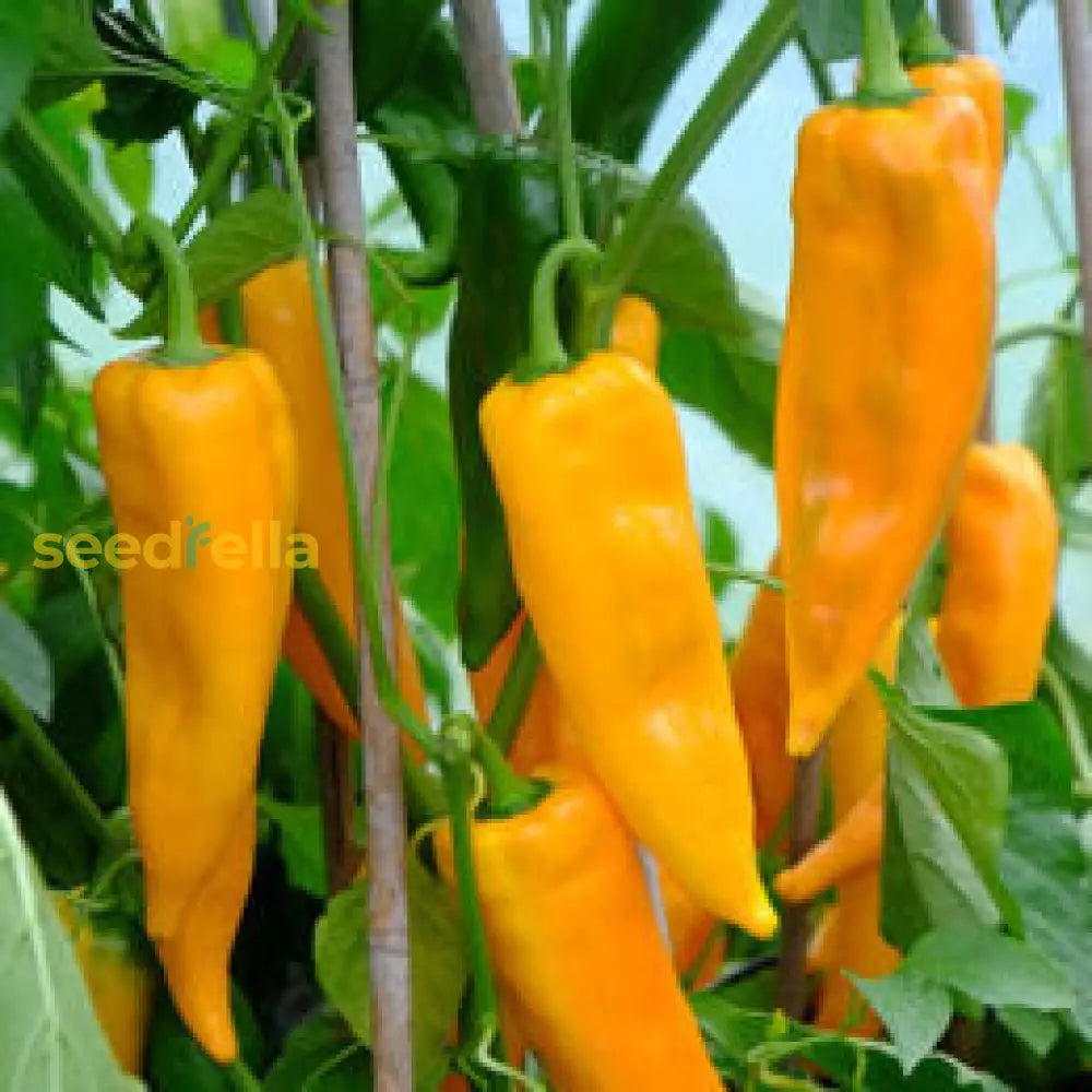 Yellow Bedder Pepper Planting Seeds