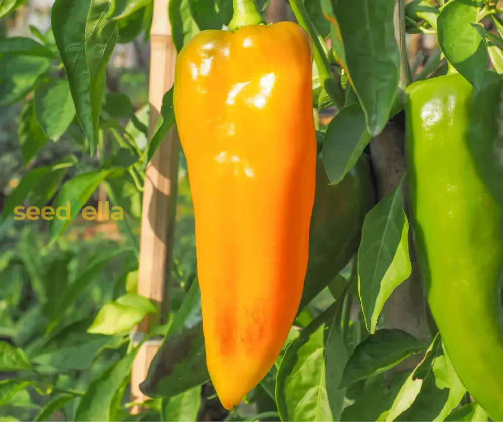 Yellow Bedder pepper seeds for planting