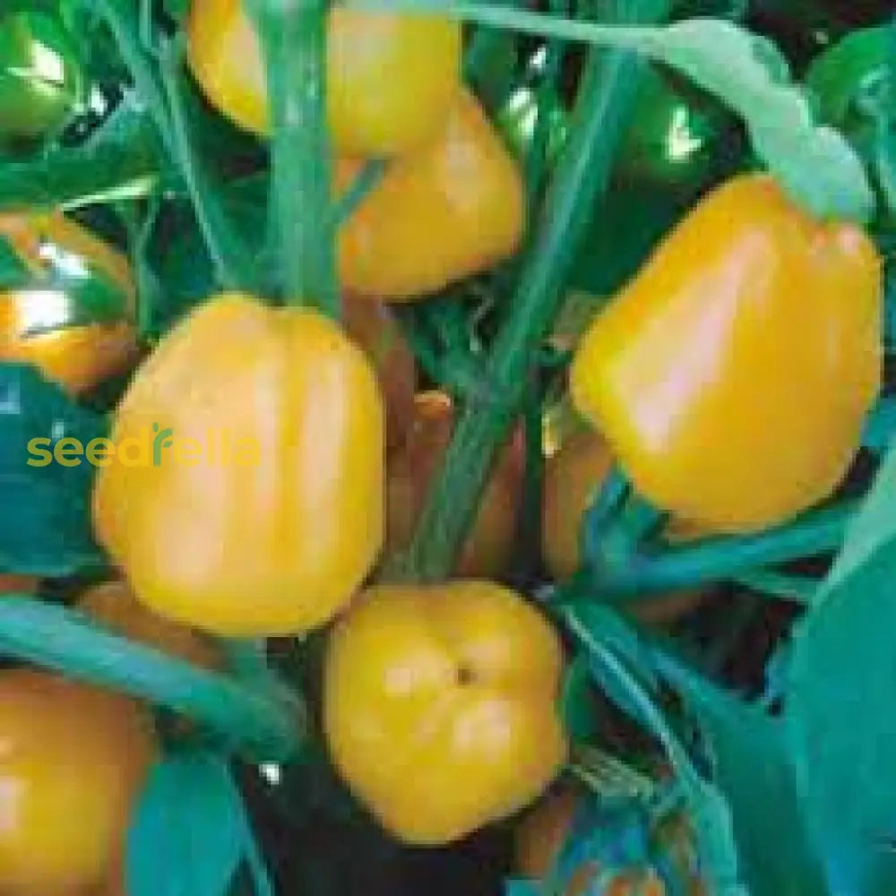 Yellow Bell Pepper Seeds For Planting Vegetable Seeds