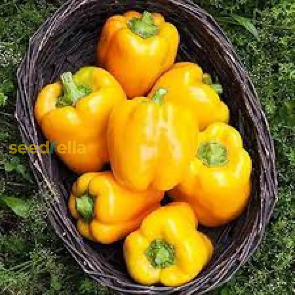 Yellow Bell Pepper Seeds For Planting Vegetable Seeds