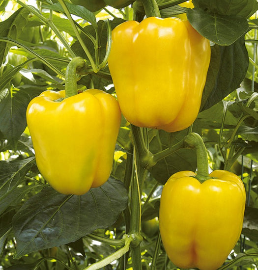 Yellow Bell Pepper seeds for planting in home gardens