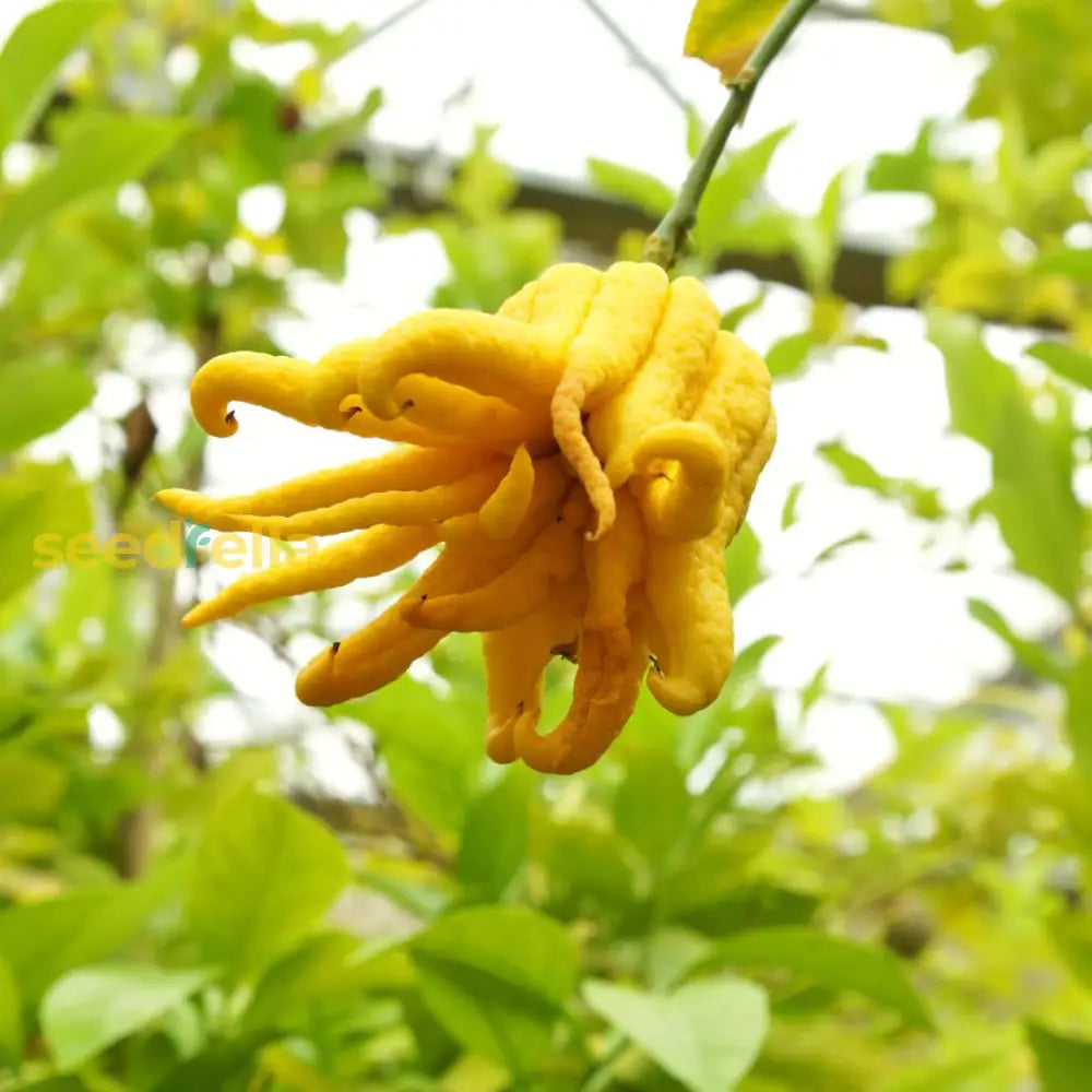 Yellow Bergamot Planting For Inviting Fragrance - Seeds Enchanting Aromatic Garden Experiences