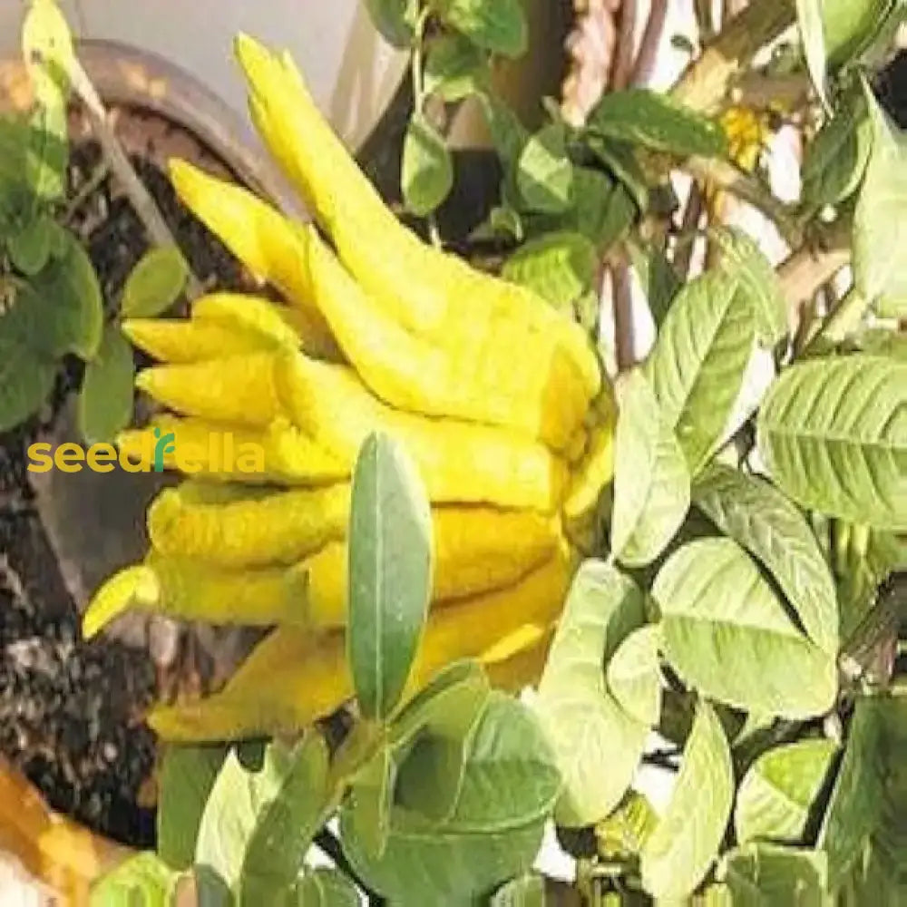 Yellow Bergamot Planting For Inviting Fragrance - Seeds Enchanting Aromatic Garden Experiences