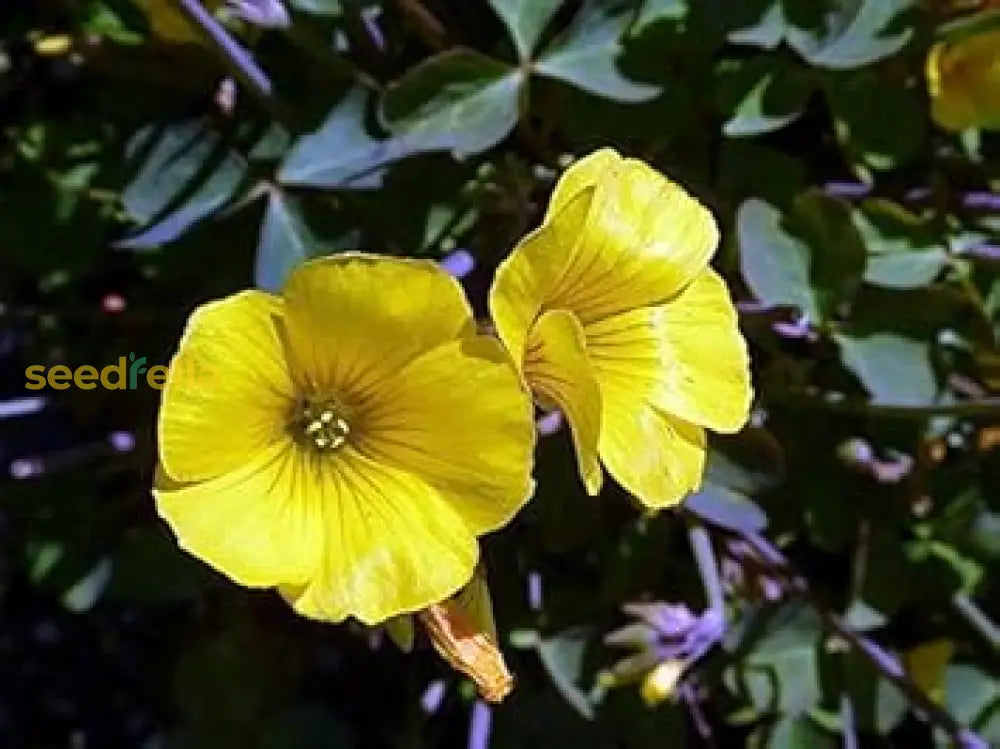 Yellow Bermuda Buttercup Flower Seeds Planting