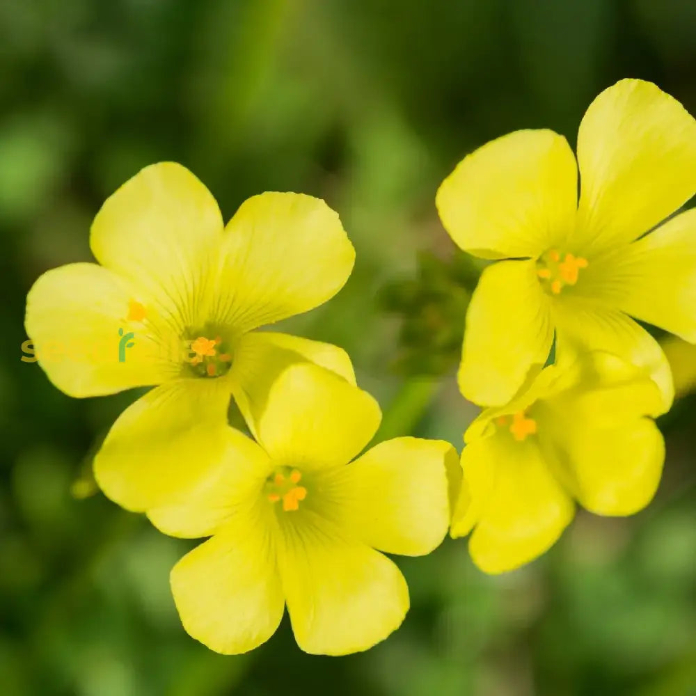 Yellow Bermuda Buttercup Flower Seeds Planting