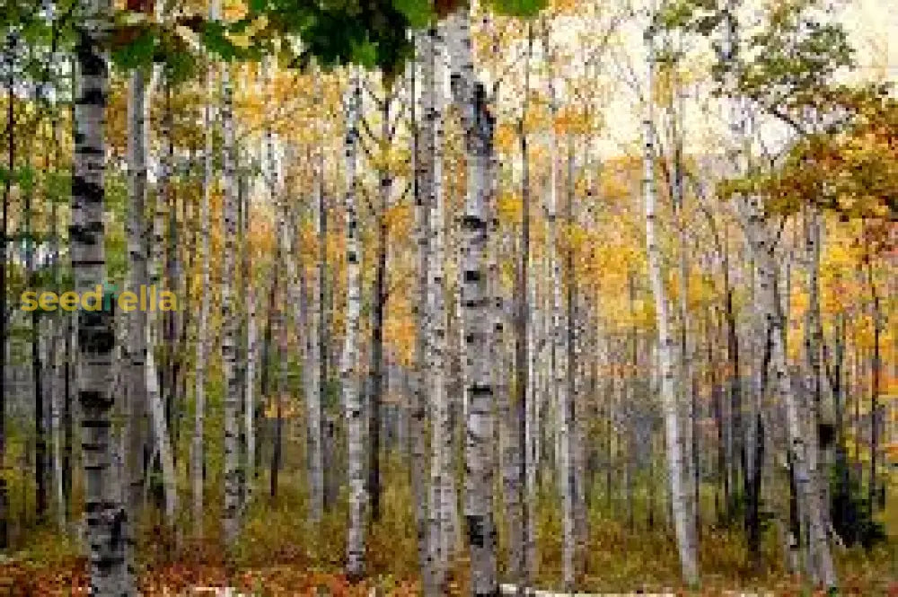 Yellow Betula Papyrifera Tree Seeds Planting