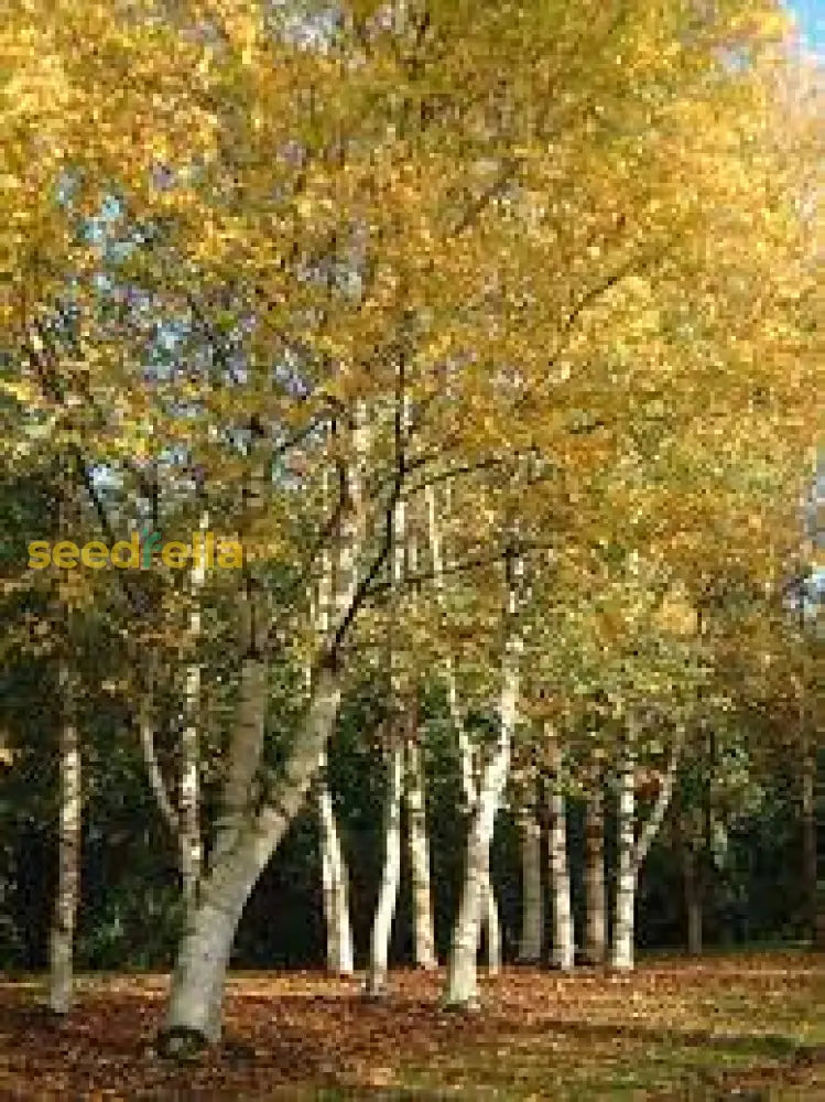 Yellow Betula Papyrifera Tree Seeds Planting