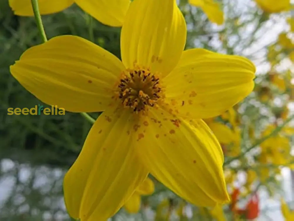 Yellow Bidens Flower Garden Planting - Seeds For Colorful Floral Arrangements