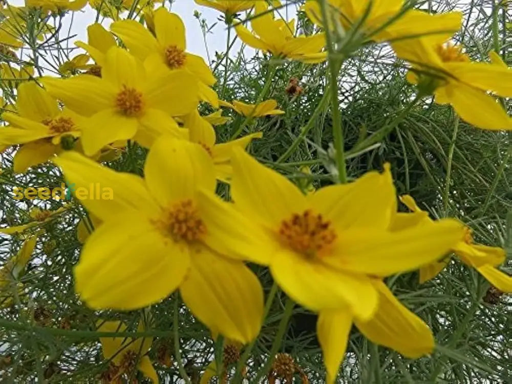 Yellow Bidens Flower Seeds For Planting - Ideal Sunny Garden Blooms