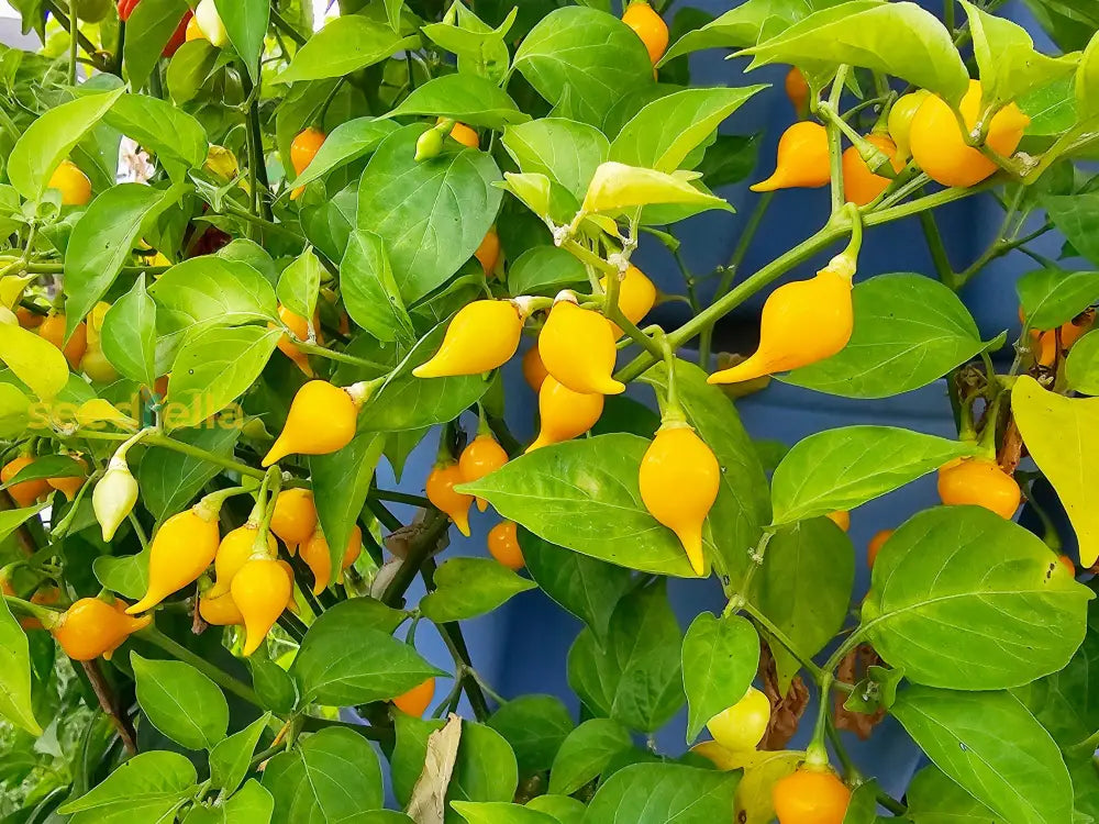 Yellow Biquinho pepper growing guide
