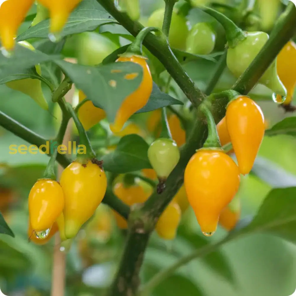 Yellow Biquinho Pepper Planting Seeds - Vibrant Fruit For Your Garden