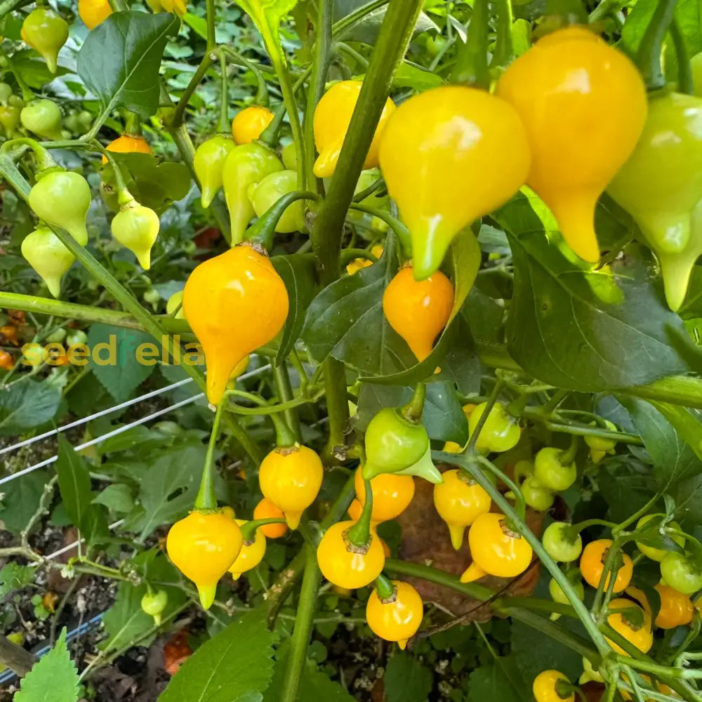 Yellow Biquinho Pepper Planting Seeds - Vibrant Fruit For Your Garden