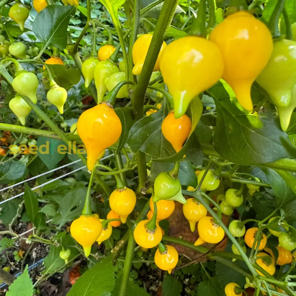 Yellow Biquinho pepper seeds for planting