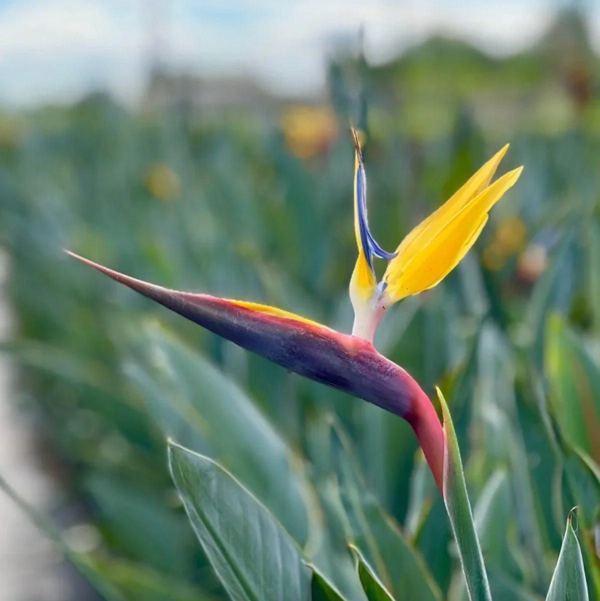 Rainbow Strelitzia Seeds For Planting - Exotic Flower