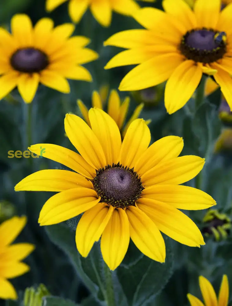 Yellow Black-Eyed Susan Planting Seeds - Bright Garden Blooms Flower