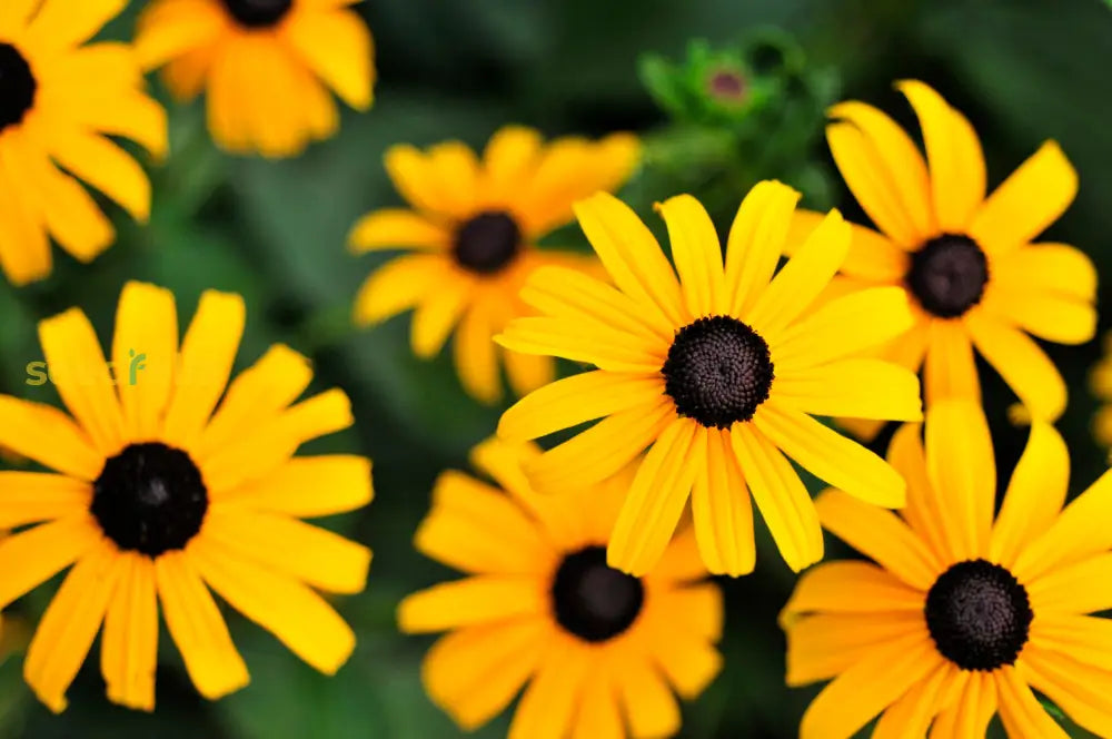 Yellow Black-Eyed Susan Planting Seeds - Bright Garden Blooms Flower