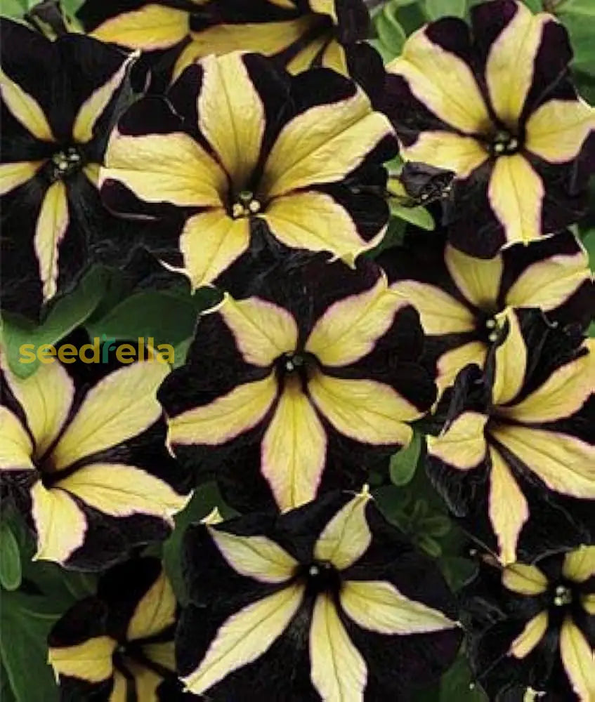 Yellow Black Playmates Flower Seeds For Planting