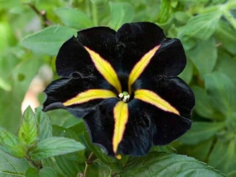 Yellow Black Playmates Flower Seeds for Planting