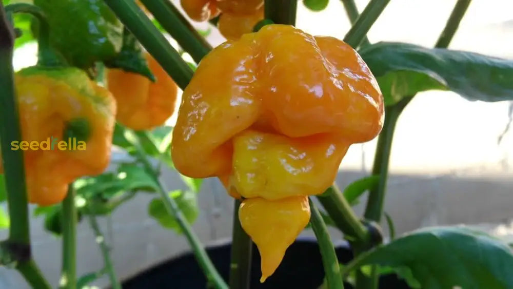 Yellow Brain Strain Pepper Planting Seeds