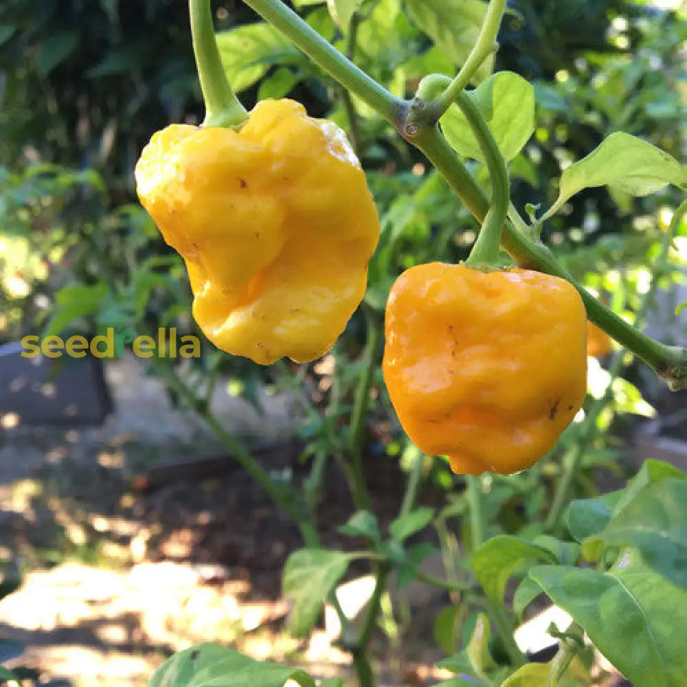 Yellow Brain Strain pepper seeds super hot