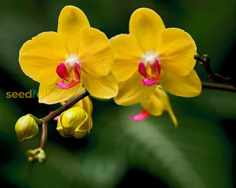 Yellow Brown Phalaenopsis Orchid Flower Seeds For Planting