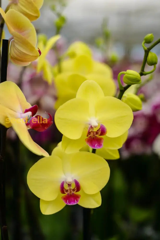 Yellow Brown Phalaenopsis Orchid Flower Seeds For Planting