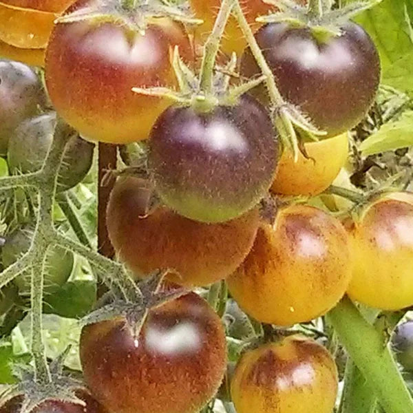 Yellow brown tomato plant growing in the garden