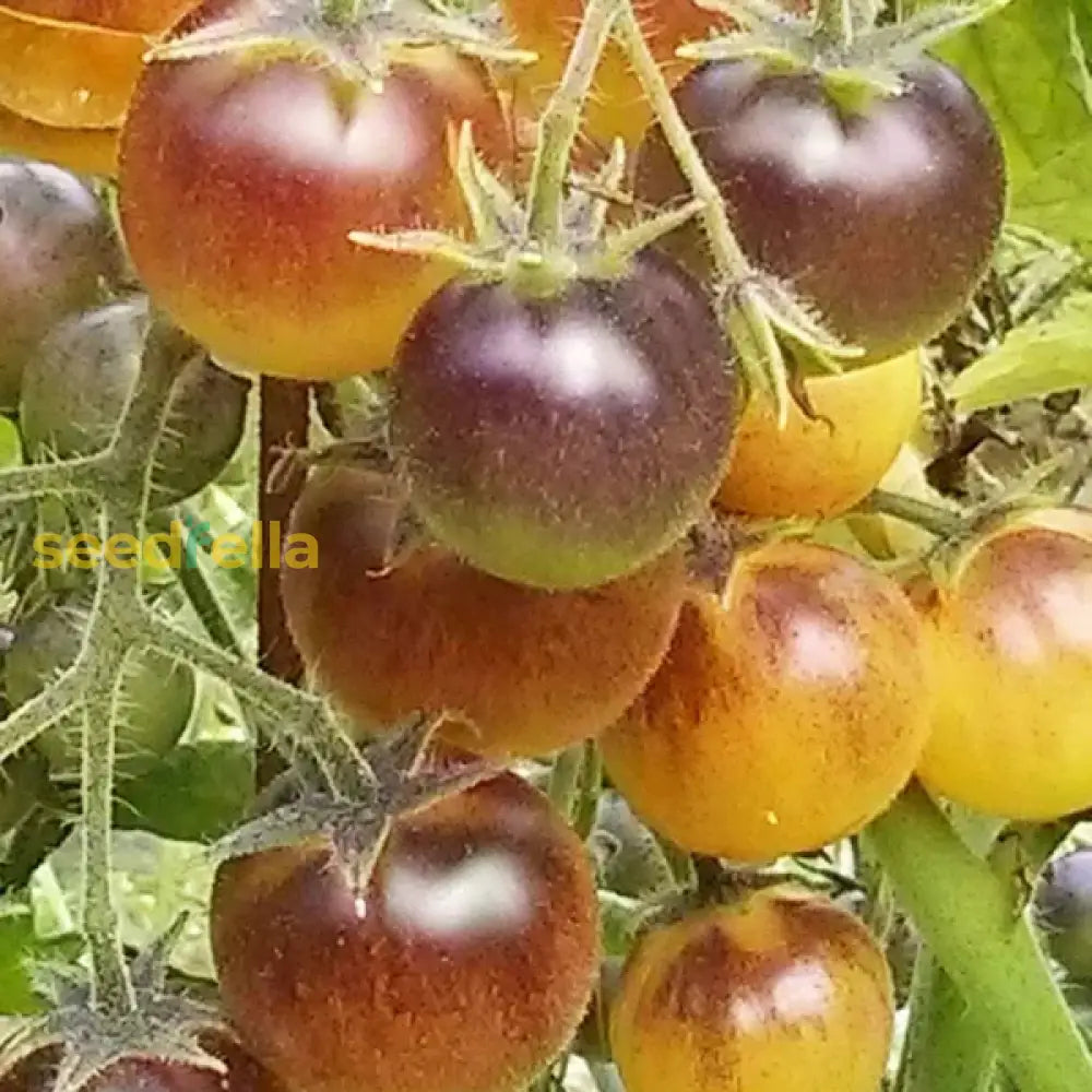 Yellow Brown Tomato Seeds For Planting - Grow Unique And Delicious Tomatoes