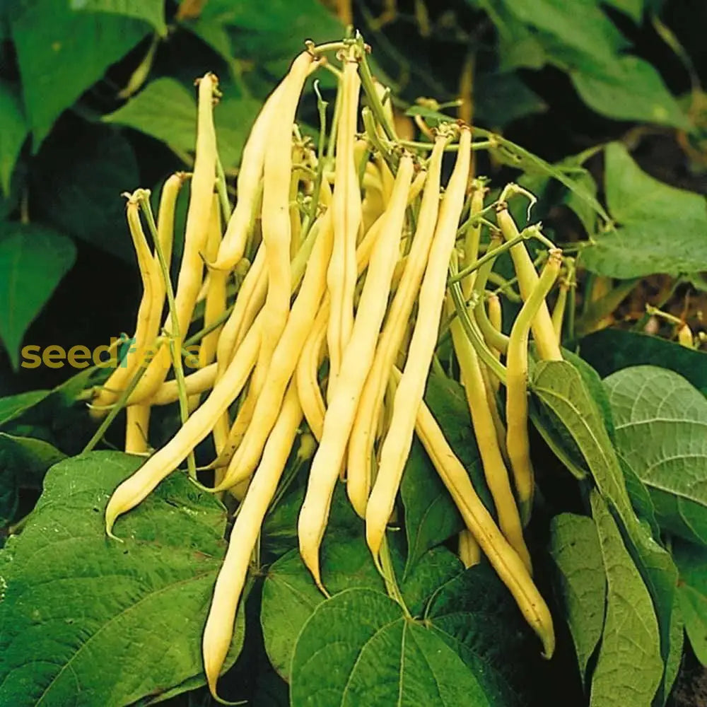 Yellow Bush Bean seeds for planting