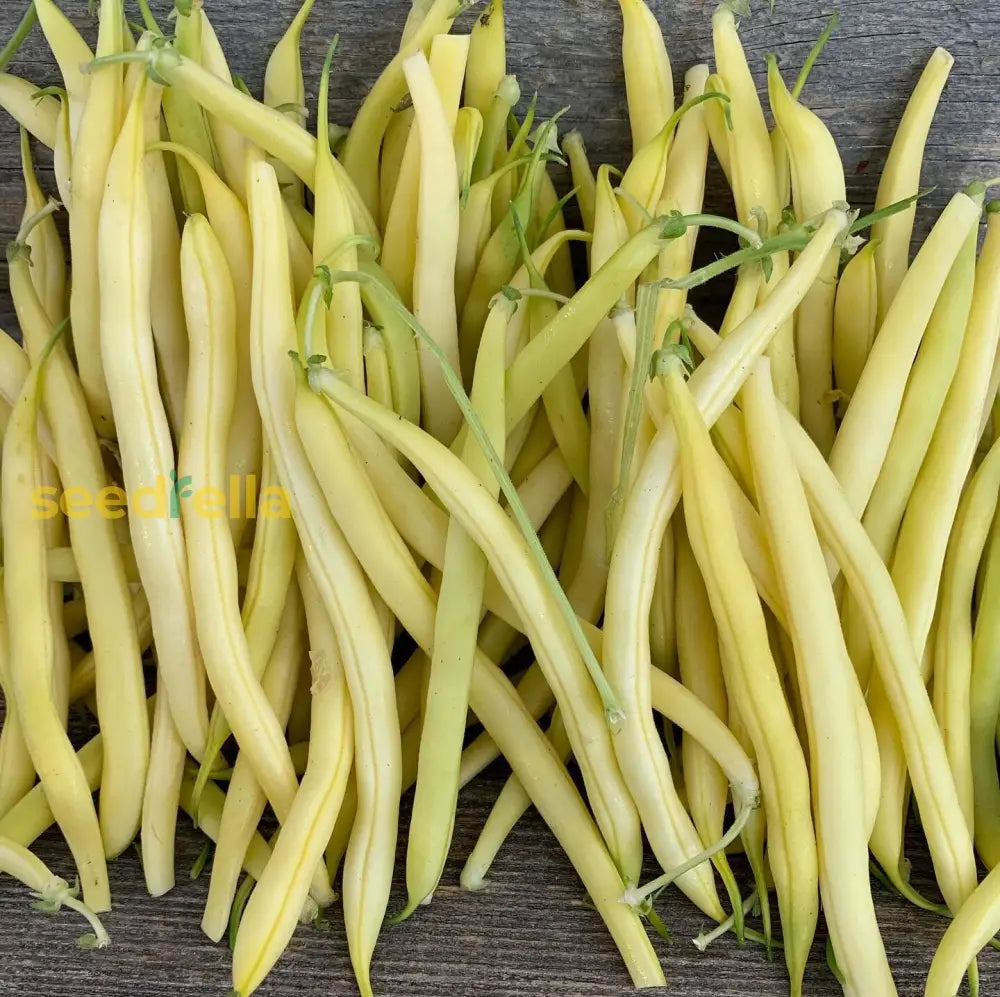 Yellow Bush Beans developing on plant