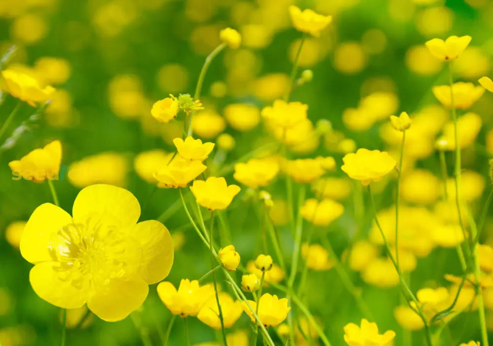 Yellow Buttercup Flower Seeds Planting Essentials