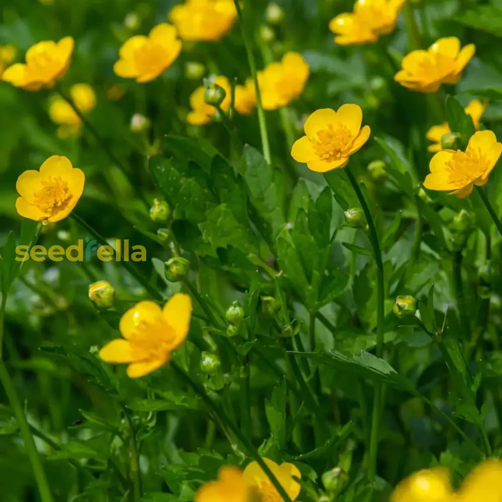 Yellow Buttercup flower seeds for bright garden blooms
