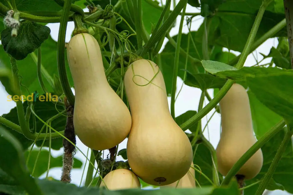 Yellow Butternut squash plants growing in a garden