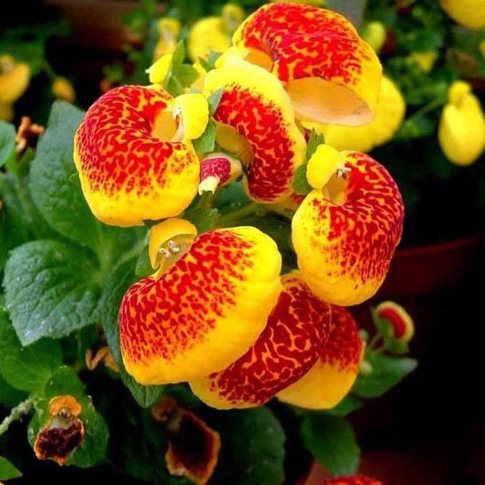 Yellow Calceolaria Crenatiflora Flower Seeds for Planting