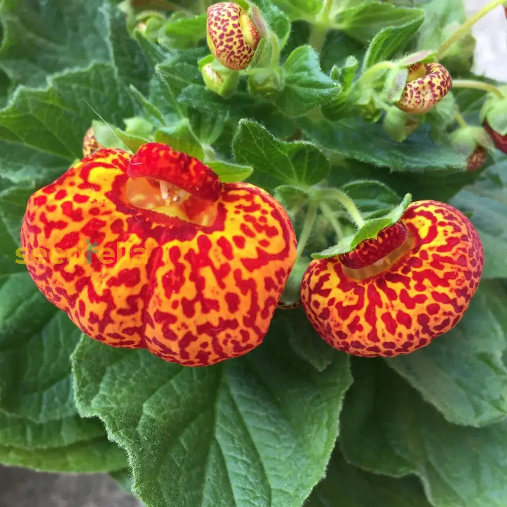 Yellow Calceolaria Crenatiflora Plant Seeds Planting